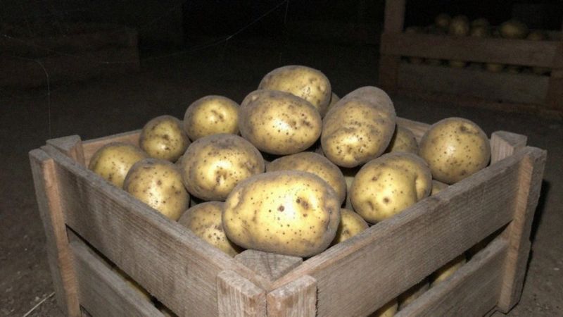 Jak często kontrolować ziemniaki i usuwać zgniłe bulwy?